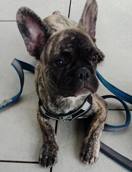 Suche ein neues Zuhause für meine französische Bulldogge - Niederzier