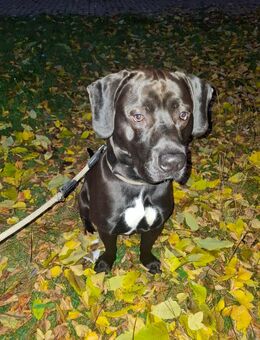 Smoky ist auf Körbchensuche - Halle (Saale)