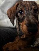 Rauhaardackel Welpe in 99880