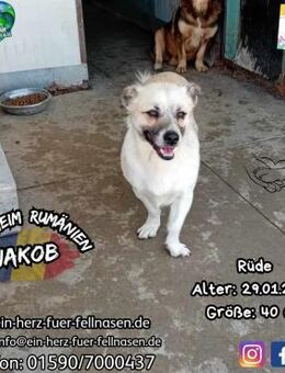 JAKOB-möchte sich wieder geborgen fühlen - Waakirchen