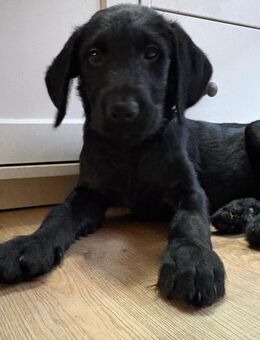 Liebevoller Welpe suchen ein zu Hause - Duisburg