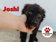 Welpe Joshi sucht Zuhause oder PS - Margetshöchheim