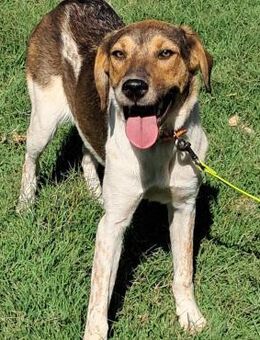 🌿 Süße Junghündin Moni 🐕 - Eislingen (Fils)