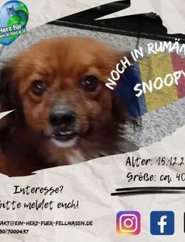 SNOOPY-seid ihr sein 3. Glück? - Waakirchen