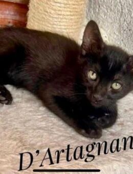Katzenbaby d'Artagnan sucht Familie - Unterföhring