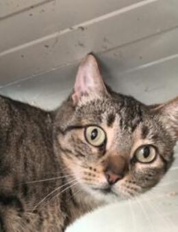 Juanita sucht für-immer-Zuhause - Walluf