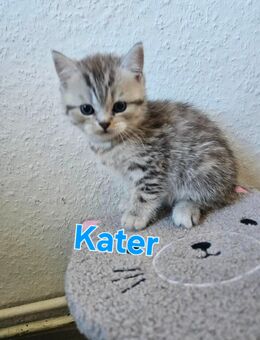 Britisch kurzhaar kitten - Hambergen