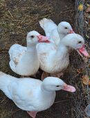 Wir verkaufen unsere enten / erpel in 17168