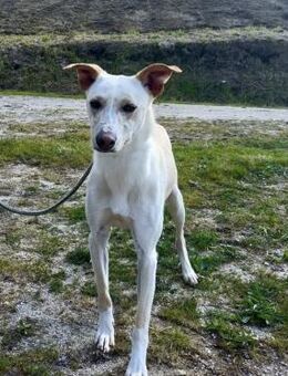 YASMIN❤️ wünscht sich eine Familie - Fahrenzhausen