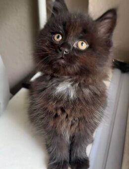 Maine Coon Mix Kitten - Hamburg Hamburg-Nord
