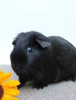 Meerschweinchen Kastrat * Bongo* in schwarz - Crimmitschau