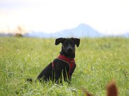 Toller und lustiger Hund - Welpe Blacky sucht liebevolles Zuhause - Weiler-Simmerberg