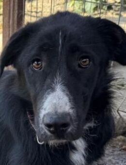 TESSA-hübsche Hündin, 58 cm - Rösrath