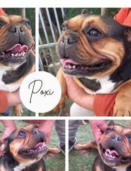 POXI PP Zauberhafte Hündin sucht Liebe - Neustadt (Rübenberge)