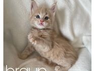 Reinrassige Maine Coon Kitten - Bodenwerder (Münchhausenstadt)