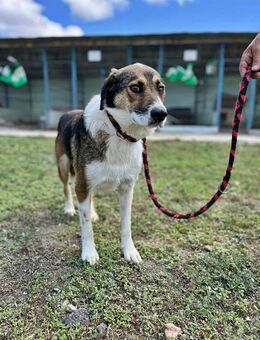 Elsa, zurückhaltend und gutmütig - Bonndorf (Schwarzwald)