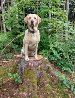 Mobiles Hundetraining - Aichach