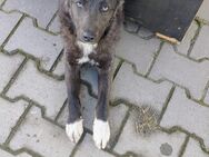 Nina möchte nicht mehr warten - Enger (Widukindstadt)