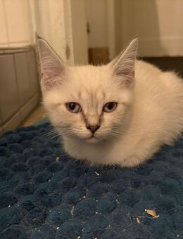 Verkaufe BKH/Heilige Birma Mix Kitten - Berlin Treptow-Köpenick