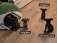 Kleinbleidende Brindle Chihuahua-Mischlingswelpen - Bautzen