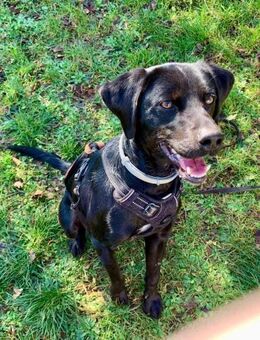 Süßer Zagi sucht seine Familie - Weilheim (Oberbayern)