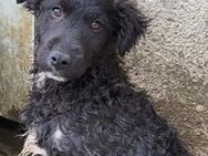 Flynn 💗offener, verspielter Hundejunge - Hamburg
