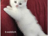 Kleine BKH Katzen für 500 Euro in NRW - Monheim (Rhein)