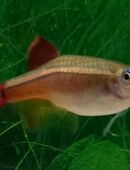 Kardinalfische in 97618