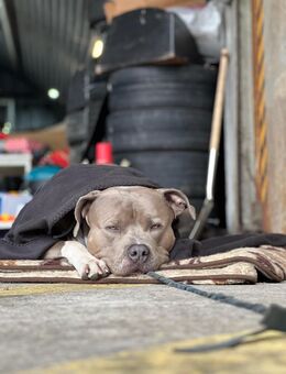 Ein treuer Freund sucht ein neues Zuhause: Bubbles, Cane Corso / XL Bully Mix - Flensburg