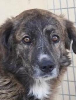 Aguacate sucht Ihre Menschen - Niedereschach