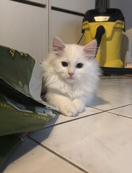 Van Cats white - Duisburg