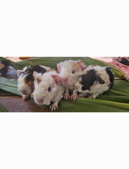 Meerschweinchen Lunkarya Babys - Mosbach