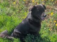 Kinderlieber Retrievermix Nero - Margetshöchheim
