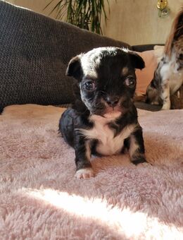 Zauberhafter Chihuahua Langhaar Rüde - Lam