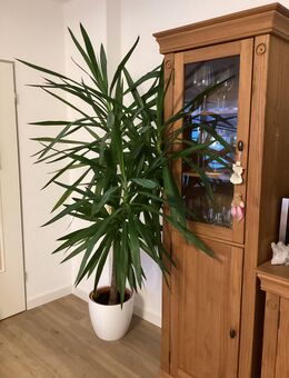 Palme zu verkaufen - Babenhausen (Bayern)