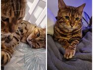 Bengal Kater thanos und Weibchen luna - Gladenbach