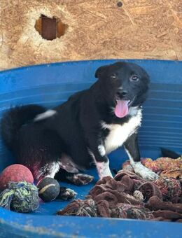Winnie Pooth ist ein liebes Hundekind 🐾 - Elsdorf (Nordrhein-Westfalen)