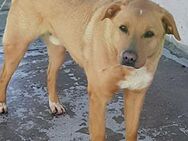 PUDDIN - Zeit seines Lebens im Tierheim - Sulzbach-Laufen