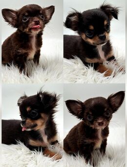 Zuckersüße Chihuahua Welpen - Kyffhäuserland