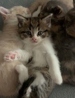BKH Mix Kitten suchen ein Zuhause - Marl (Nordrhein-Westfalen)
