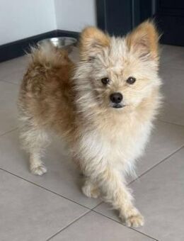 kleiner Mann Duke 💖 - Sindelfingen