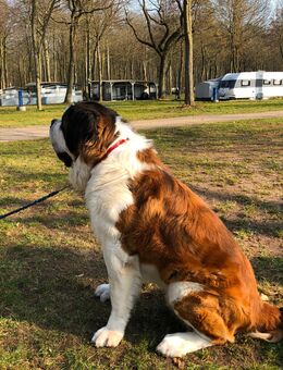 Ich suche ein neues gutes zu Hause - Fredersdorf-Vogelsdorf