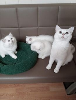 Reinrassige bkh und blh silver shaded/point Kitten abgabebereit - Grevenbroich