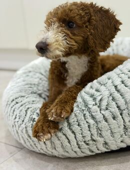 Maltipoo Teddy - Illertissen