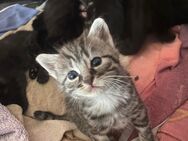 Katzenbabys suchen ein neues Zuhause - Syke