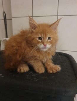 Maine coon baby xxl - Gerolstein