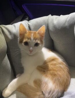 Kater 3 Monate - München Feldmoching-Hasenbergl