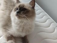 Ragdoll Katze 2 Jahr alt kastriert abzugeben - Köln