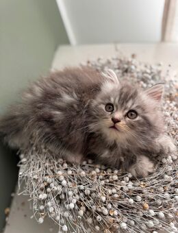 BKH Kitte Katze Katzen Baby BLH Babykatze - Euskirchen Zentrum