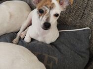 2 wunderschöne Chihuahua Mix suchen liebevolle Familien ❤️ - Gardelegen (Hansestadt)